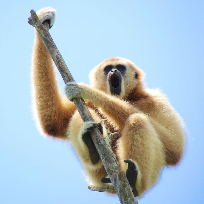 Белорукий гиббон (Hylobates lar).