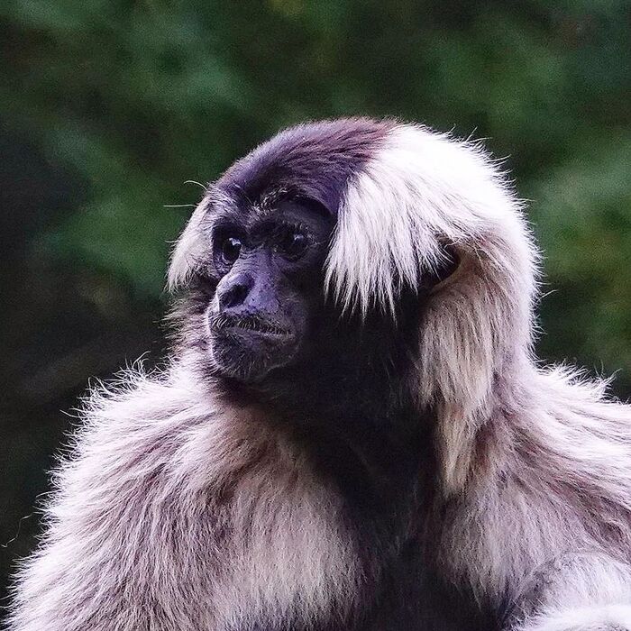 Кампучийский гиббон (Hylobates pileatus).