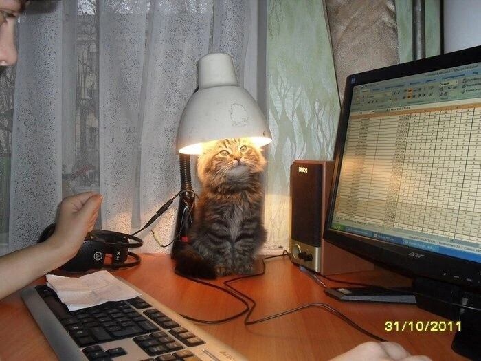 Котолампа | Пикабу