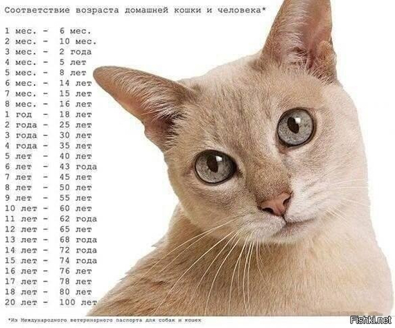 Ученые рассказали, сколько вашей домашней кошке «человеческих» лет | Пикабу