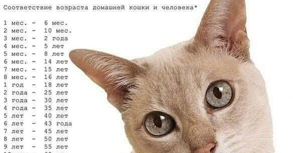 Жизнь кота сколько лет. Кошачий Возраст. Кошачий Возраст на человеческий. Кошачьи года. Соотношение возраста кошки и человека.