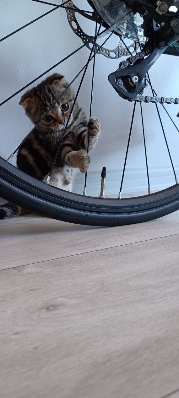 Подрабатывает веломастером.