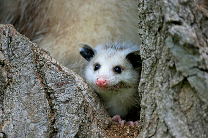 Розовый пятачок