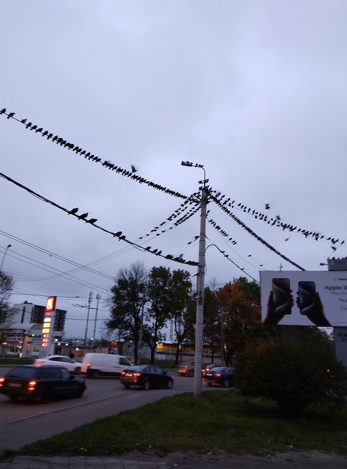 Сколько голубей на фото?