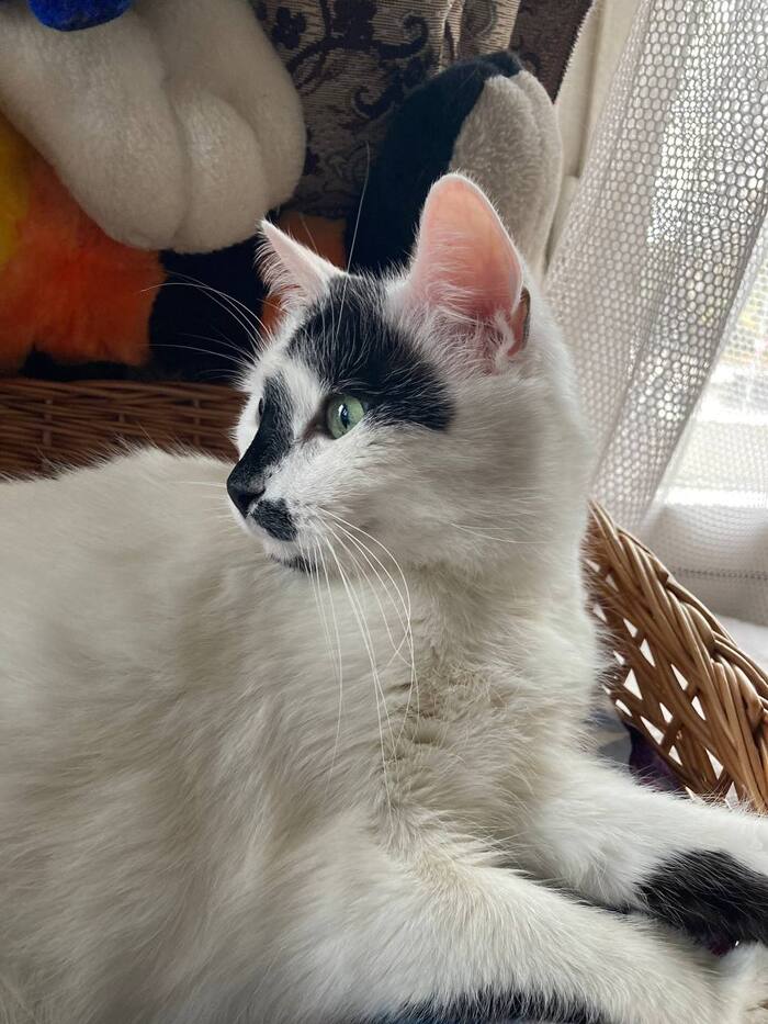 Зяма (кот старший)