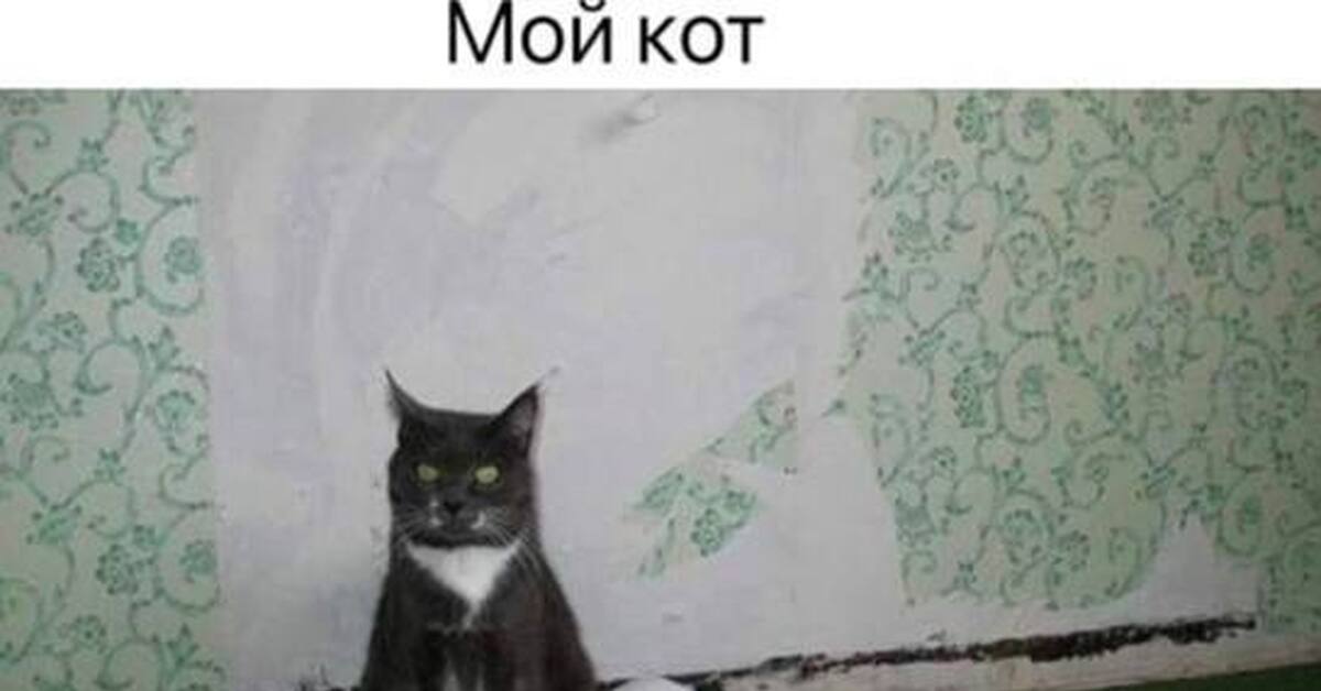 Кот сына. Кот маминой подруги Мем. Кот сына маминой подруги. Кот маминой подруги мой кот. Мой кот и кот сына маминой подруги.