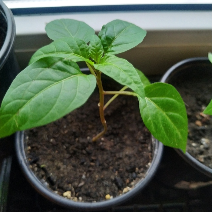 Посадила в сентябре, рассаде 1 месяц +