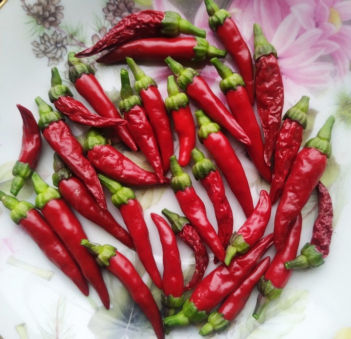 31 шт + 12 (в летнюю консервацию) Итого 43шт с кустика 20см, неплохо так