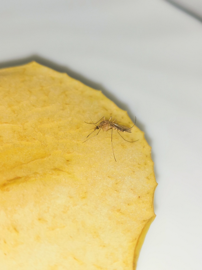 Комар пьёт сок из яблока