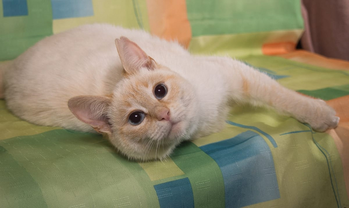 Это породная голубоглазая кошь. Они действительно ласкуны и очень умные.