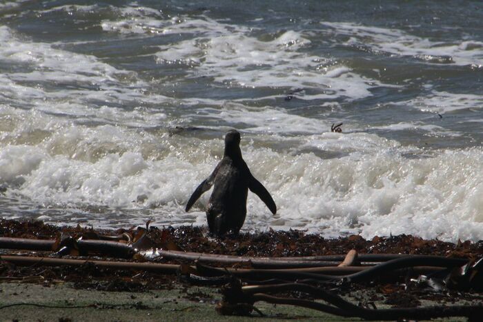 А это ныряющий пингвин, и это уже на Пляже Клеймонд, ЮАР, октябрь 2023