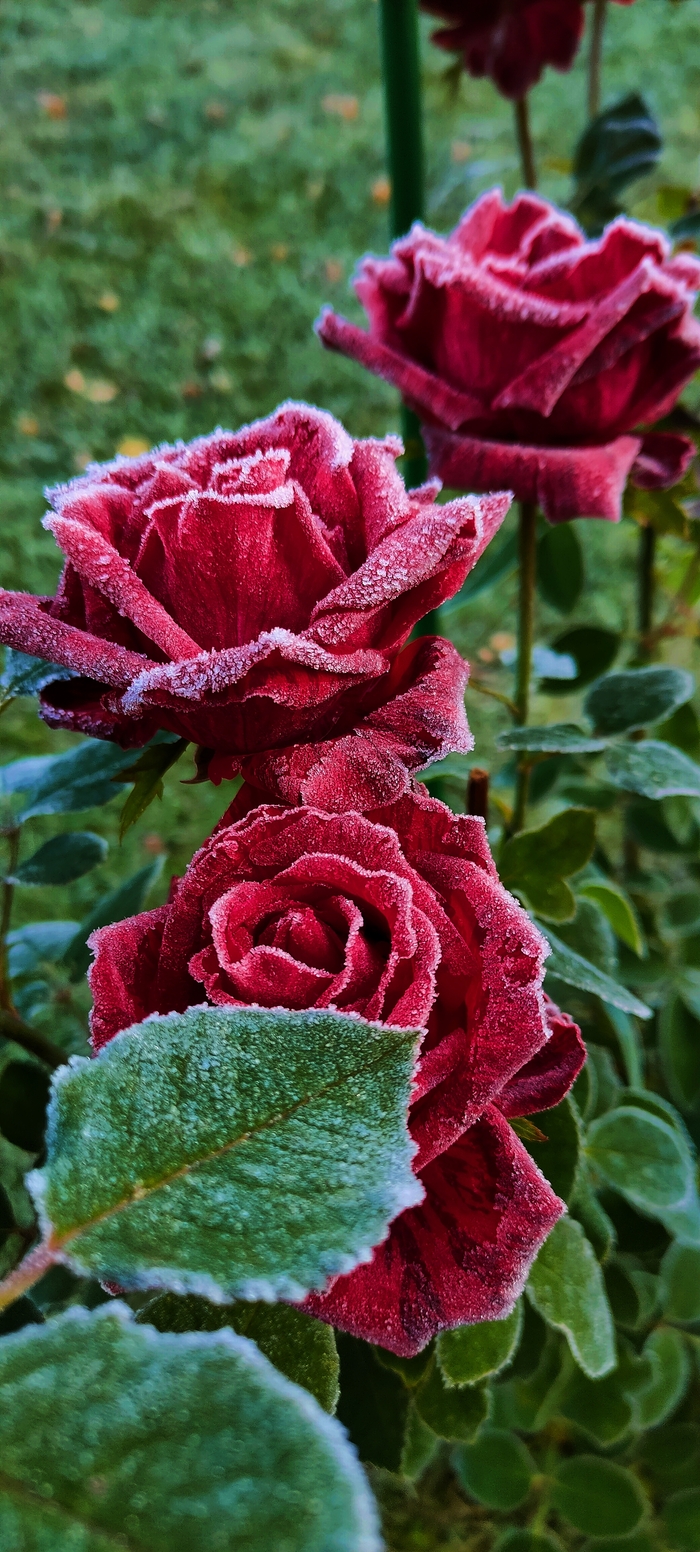 Выращиваю, пока выращивается и фоткаю, пока фоткается)