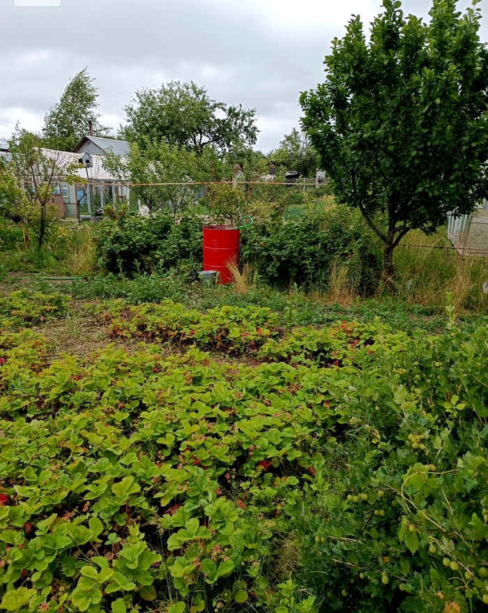 Клубника после пропола.