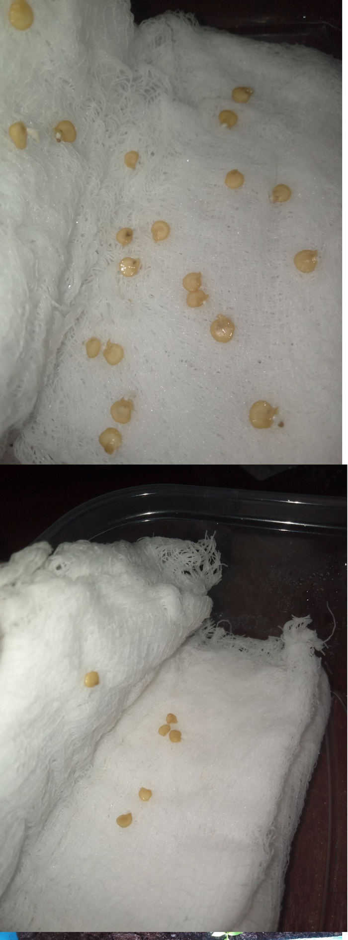 18 марта, семена стали оживать