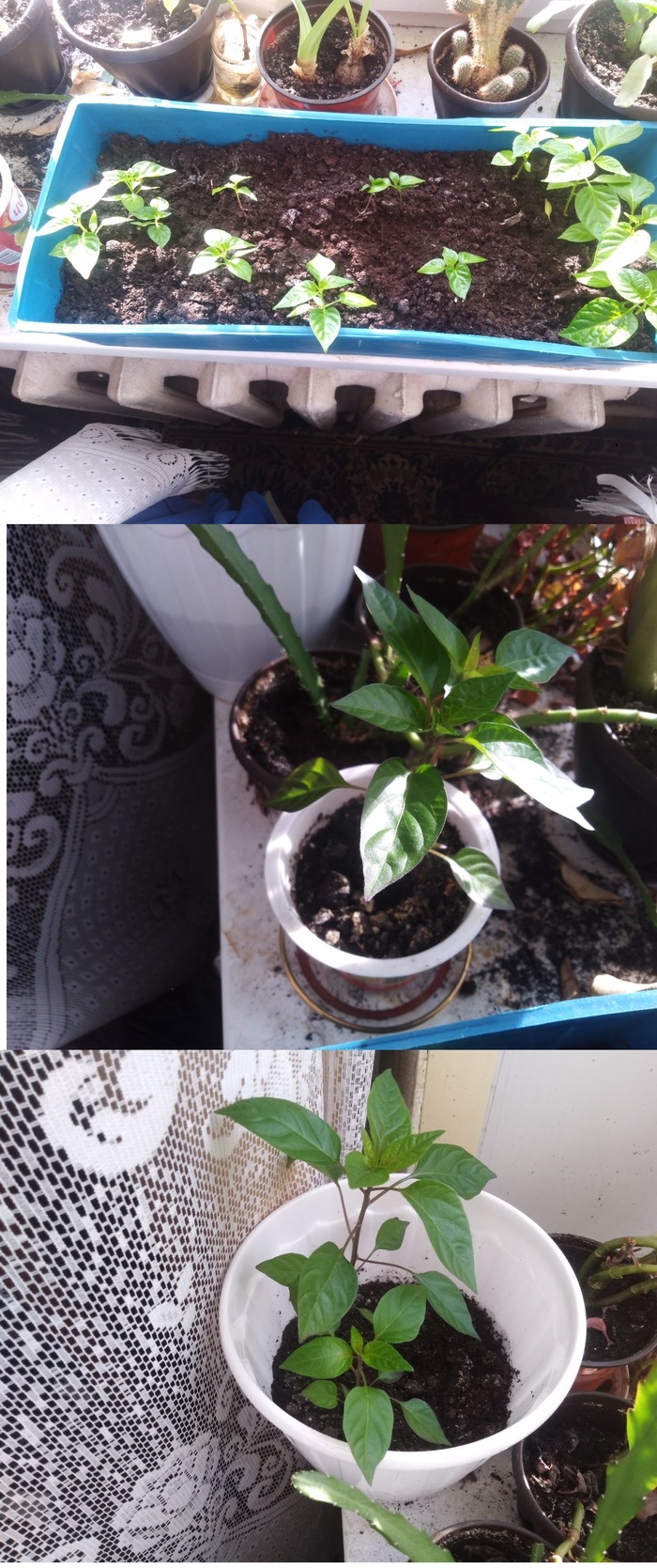 13 мая, пиковая дама пошла в рост, а хабанеро вогнал в грусть. Появлялись мысли забить 3 буквы на этот горшок и отнести куда-нибудь и забыть о нем.