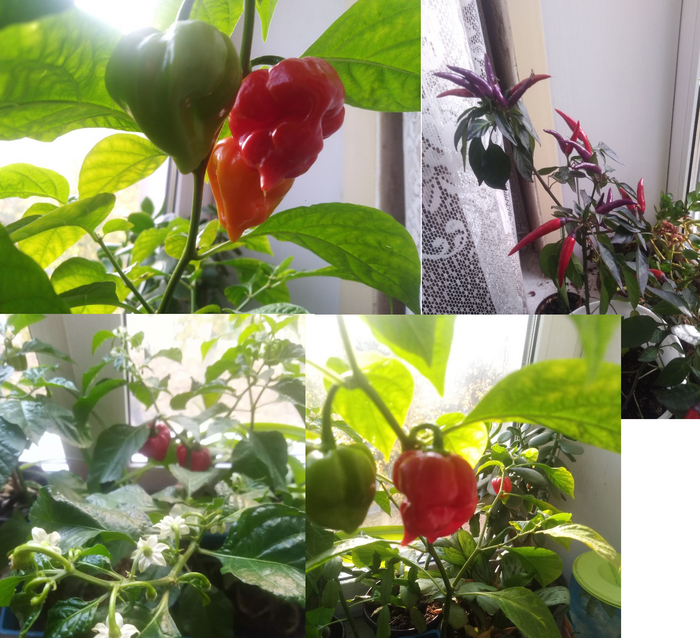 середина сентября, что-то уже созрело, но пока ничего не срезаю.