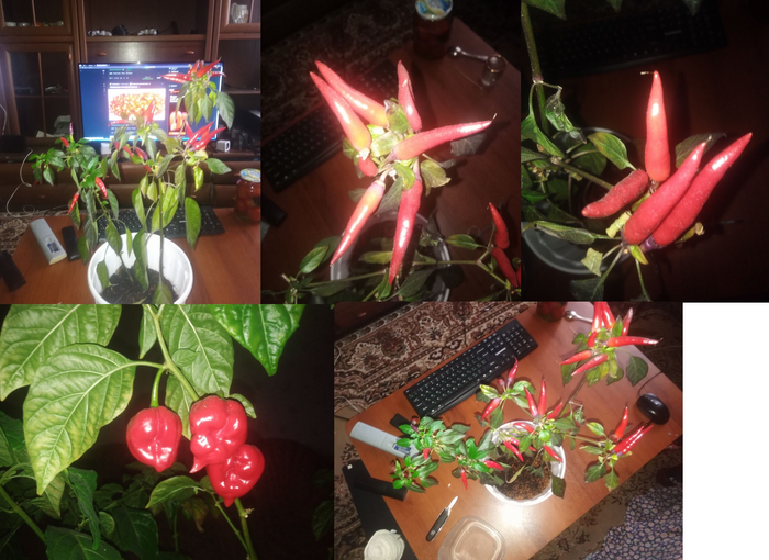 Хабанеро забыл сфоткать в изначальном виде перед сбором урожая, поторопился(((((((