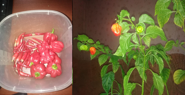 Пиковая дама почти вся созрела, оставил несколько фиолетовых перцев из последнего цветения, а вот хабанеро не успевает в таких условиях, созрела где-то половина от того, что выросло, остальное оставил там, где висело.