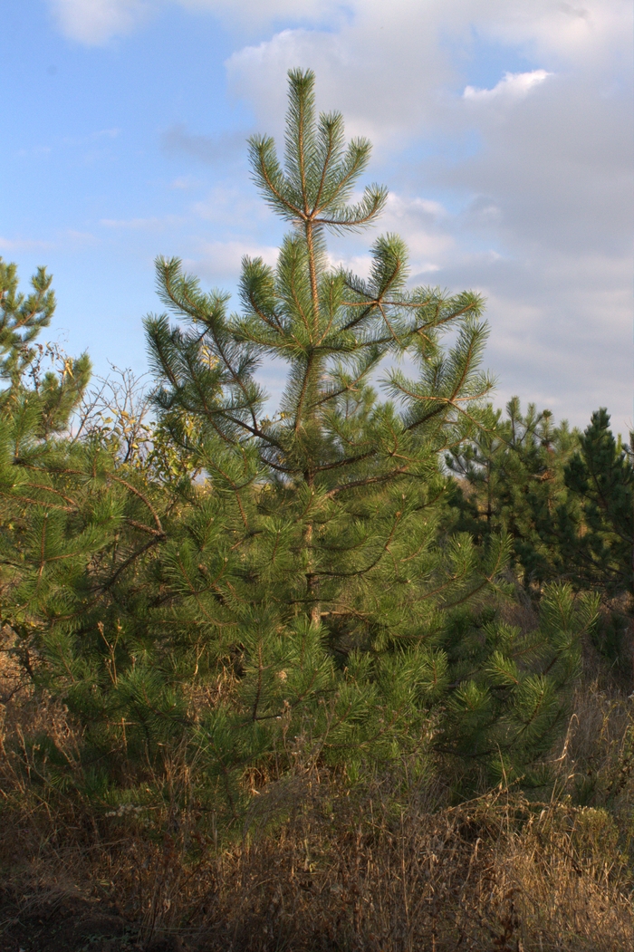 ����� � ����