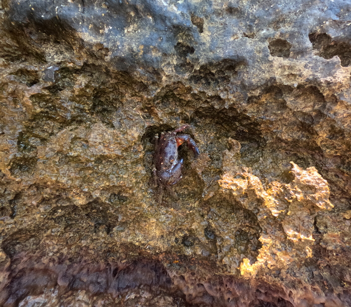 Здоровенный крабик