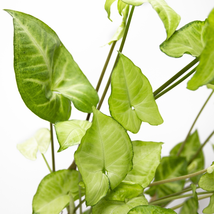 Syngonium 'White Butterfly'
