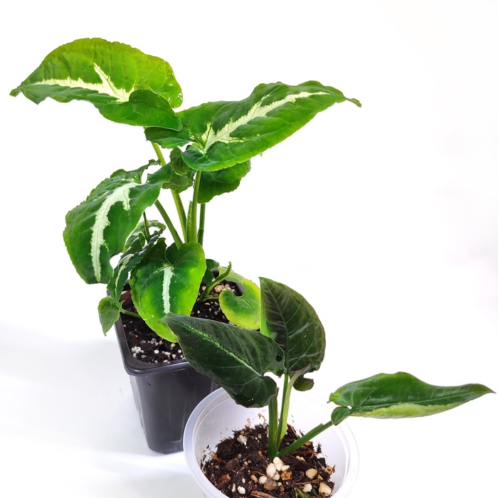 Syngonium 'Wendlandii'  'Rayii'