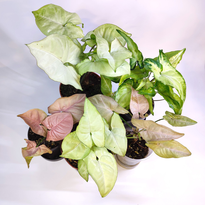 'White Butterfly', 'Spear Point', 'Neon Pink', 'Pink Spot'