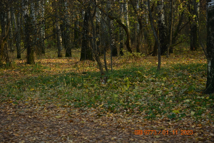 Видишь белку? И я не вижу, а она есть