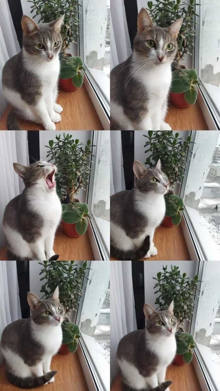 ��� ��� �������