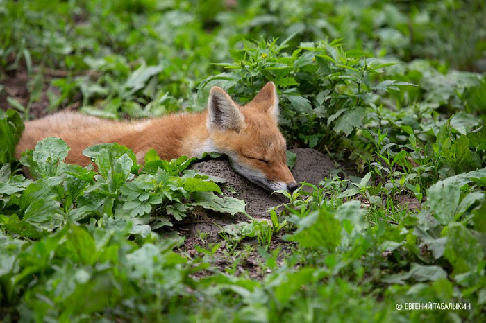 1 ноября отмечается День лисы – пожалуй, самого известного и широко распространённого хищного млекопитающего.