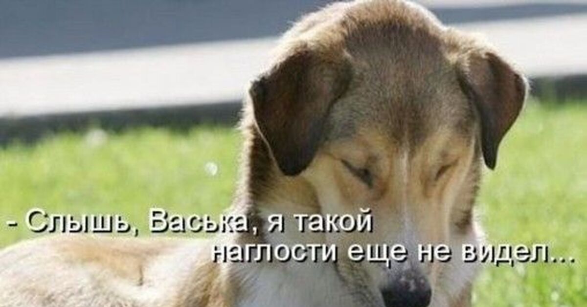 Пикабу наглость