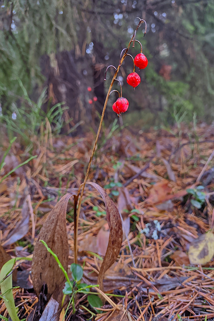 В осеннем лесу... Осень, Лес, Грибы, Ягоды, Хвоя, Мобильная фотография, Длиннопост