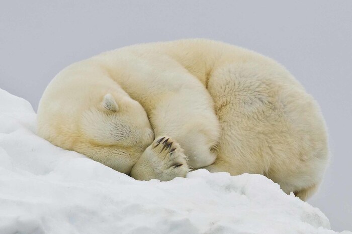 Спать пора и нос замёрз, ведь на улице мороз