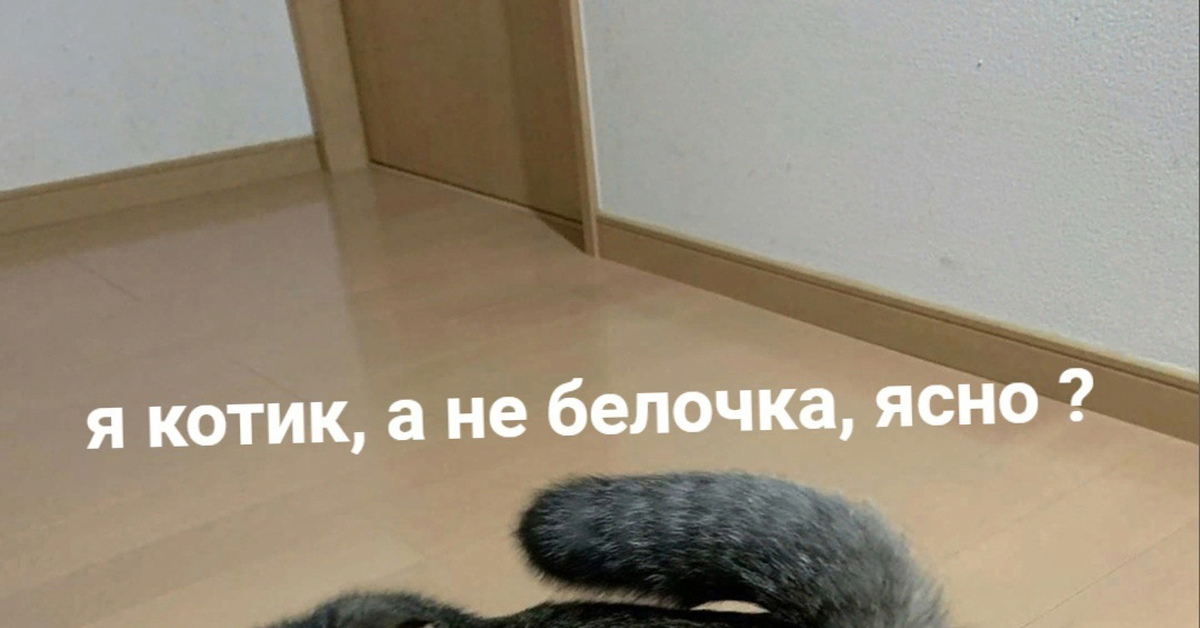 Белочка | Пикабу