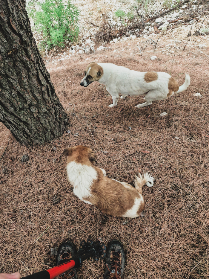 Прибежали ко мне под тент