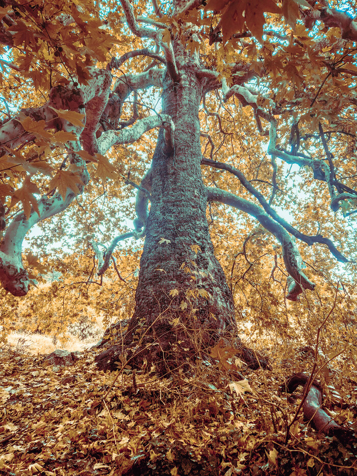 Платан по дороге к Тахталыдаг