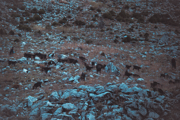 Бараны идут домой