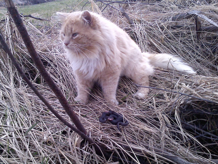 Это гадюка, он ее еще и жрет потом