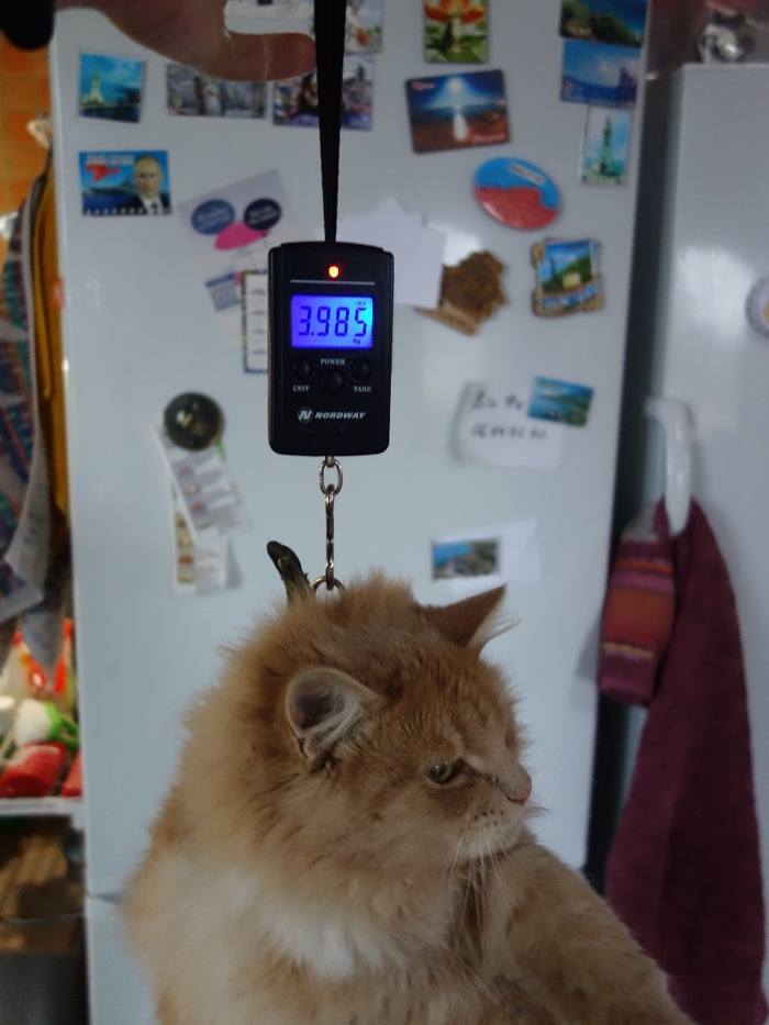 Нажранный непосильным трудом результат в 1,5 года, сейчас уже почти 7 кг