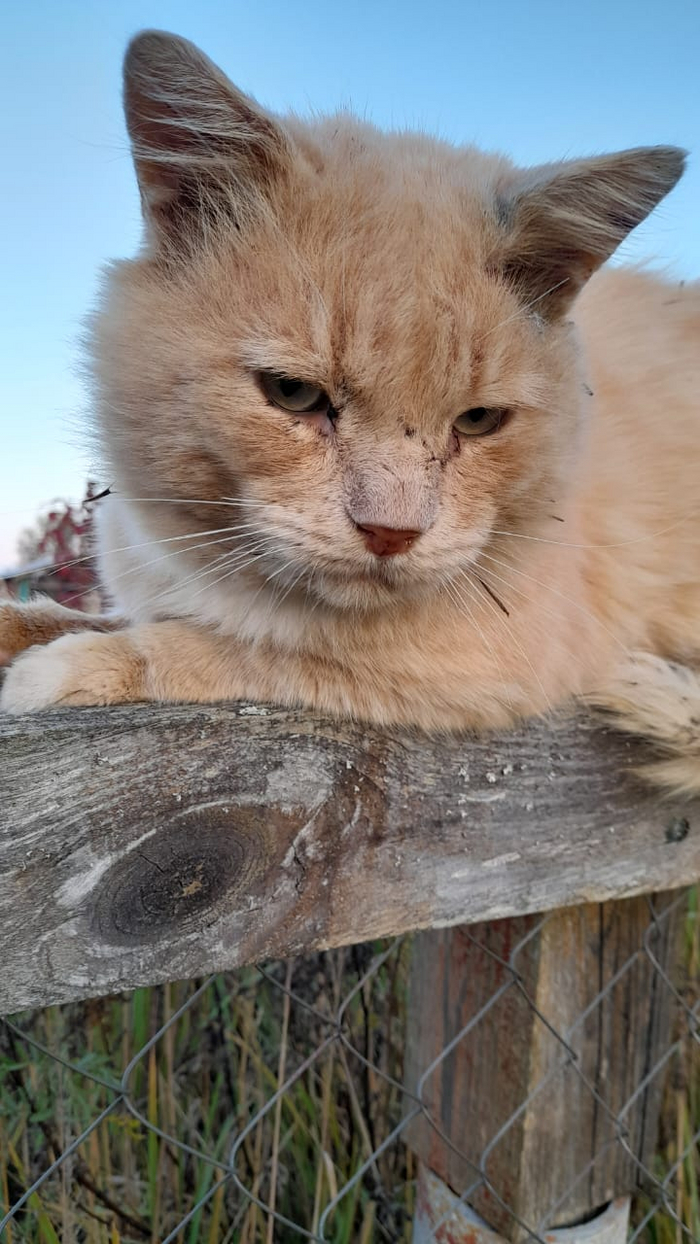 Царь-лев по кличке Феликс)