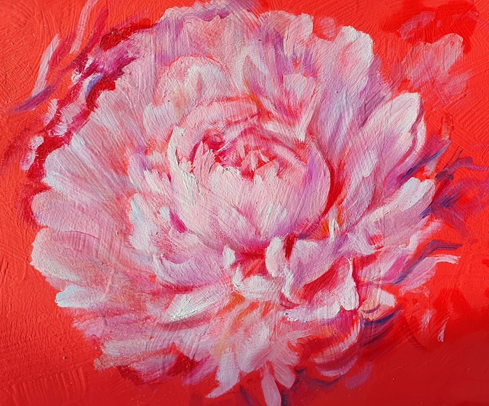 Цветок пиона на красном фоне. Фотография при солнечном освещении