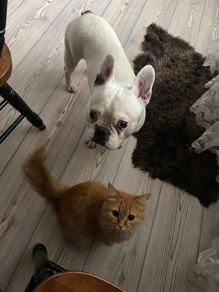 Мои красавцы!!!