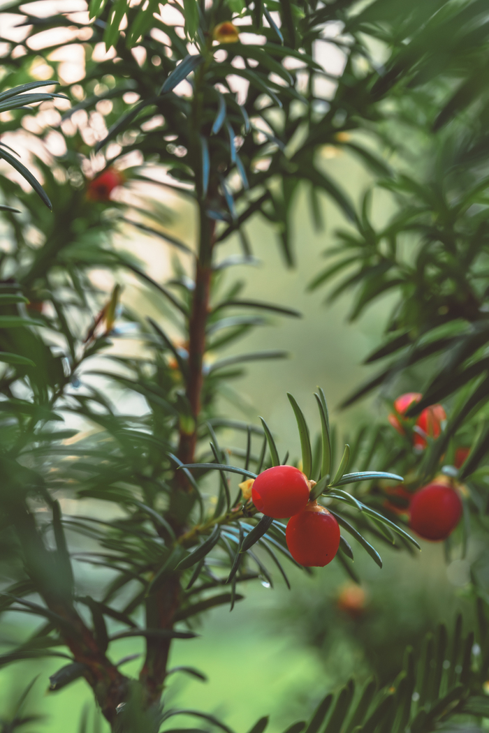 Гугол говорит, что это тис ягодный, если кому вдруг тоже стало интересно, что это за ёлка с ягодами