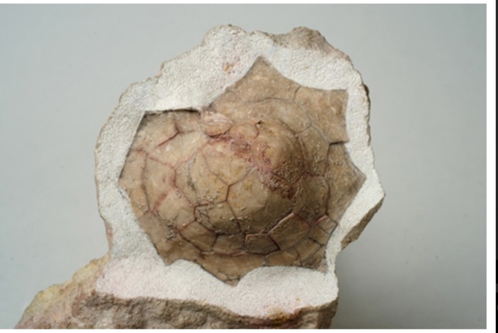 Volchovia mobilis// <!--noindex--><a href="https://pikabu.ru/story/volkhoviya_10797147?u=http%3A%2F%2Fmuseum-21.ru&t=museum-21.ru&h=2408d791b2c8ca5ef5cf60ca0442589612e56b4c" title="http://museum-21.ru" target="_blank" rel="nofollow noopener">museum-21.ru</a><!--/noindex-->