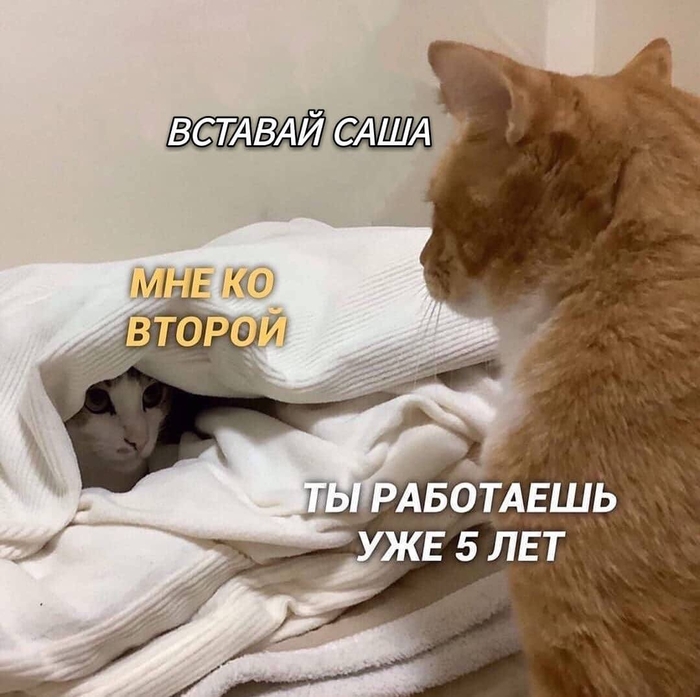 Подъём Юмор, Картинка с текстом, Мемы, Кот, Учеба, Работа, Сон, Telegram (ссылка)