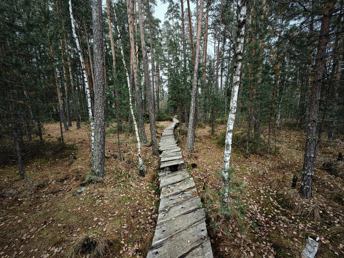 Верховое болото. Для подмосковья большая редкость - обычно такие болота формируются в условиях тундры