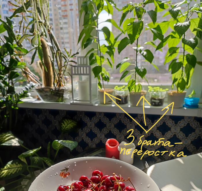 (семейство хабанеро в стесненных условиях ожидает переезд в горшки побольше; 11 июня 2023)