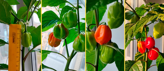 (процесс созревания плодов с июня по конец июля)