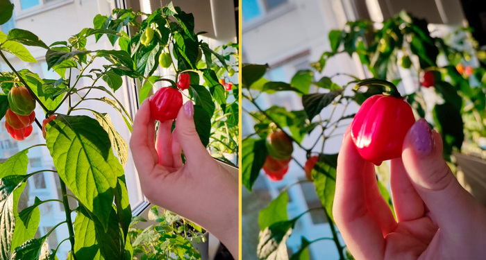 (историческое фото - мой первый хабанеро)