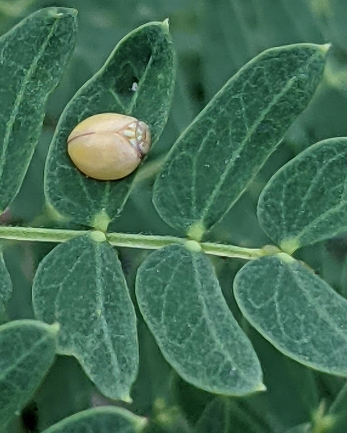 Hemisphaerius lysanias 
 portioid, 
<!--noindex--><a href="https://pikabu.ru/story/bozhya_korovka_tyi_li_yeto_10802077?u=https%3A%2F%2Fuk.inaturalist.org%2Fobservations%2F79246400&t=https%3A%2F%2Fuk.inaturalist.org%2Fobservations%2F79246400&h=06a3262cd077beabf6de8af7eac8c927c42f2b1c" title="https://uk.inaturalist.org/observations/79246400" target="_blank" rel="nofollow noopener">https://uk.inaturalist.org/observations/79246400</a><!--/noindex-->